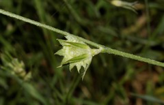 Onobrychis aequidentata