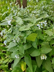 Symphytum caucasicum