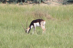 Antilope cervicapra