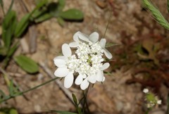 Tordylium aegaeum