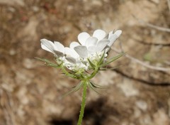 Tordylium aegaeum