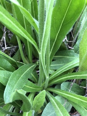 Pilosella caespitosa