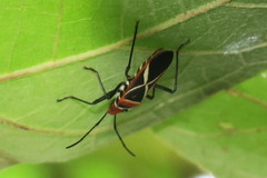 Dysdercus decussatus