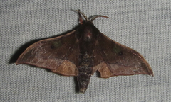 Plegapteryx anomalus