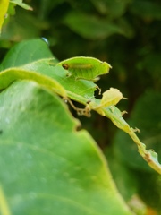 Anastrus sempiternus sempiternus