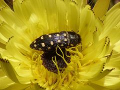 Acmaeodera octodecimguttata