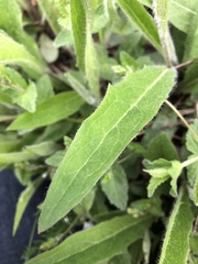 Pilosella caespitosa