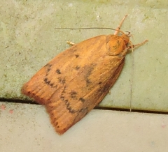 Oligoloba