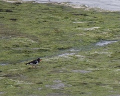 Haematopus ostralegus