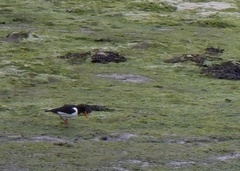 Haematopus ostralegus
