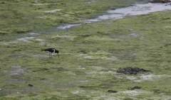 Haematopus ostralegus
