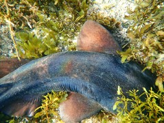 Brachaelurus waddi