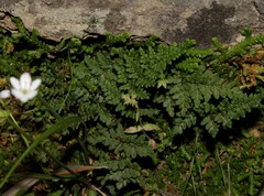 Oeosporangium