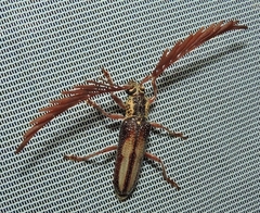 Piesarthrius marginellus