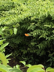 Dryas iulia