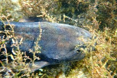 Brachaelurus waddi