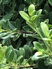 Anolis sagrei