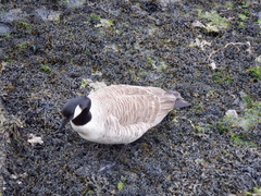 Branta canadensis