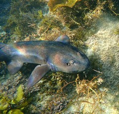 Brachaelurus waddi