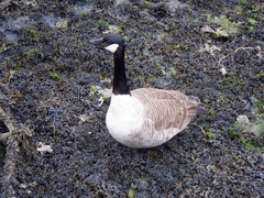 Branta canadensis
