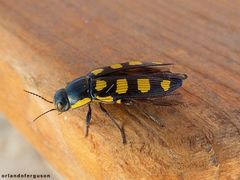 Buprestis octoguttata