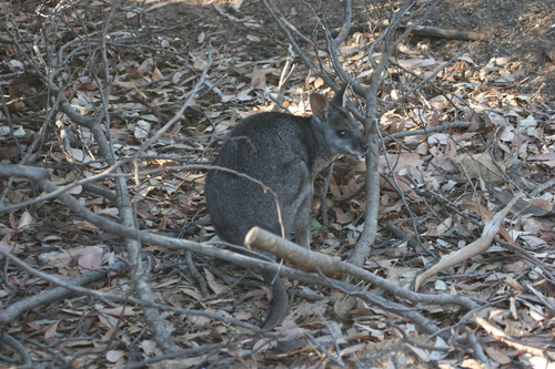 Tammar Wallaby