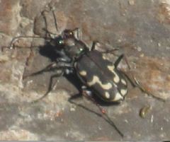 Cicindela senilis