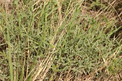 Gypsophila altissima
