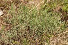 Gypsophila altissima