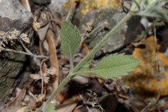 Pterocephalus plumosus