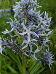 Amsonia illustris
