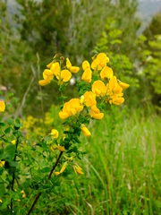Cytisophyllum sessilifolium