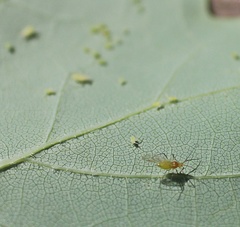 Illinoia liriodendri