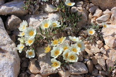 Dryas sumneviczii
