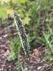 Alopecurus pratensis