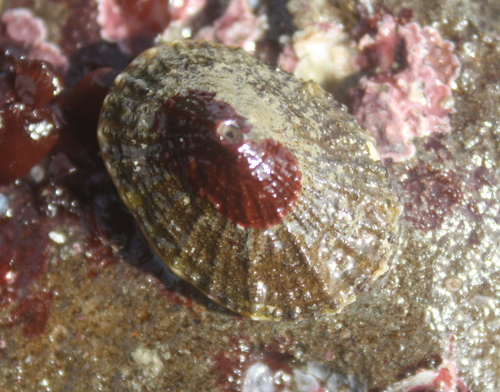 Diodora aspera