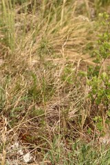 Gypsophila altissima