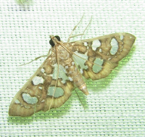 Glyphodella quadrinalis