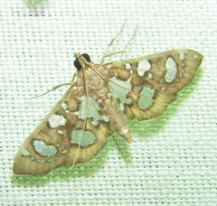 Nausinoe quadrinalis