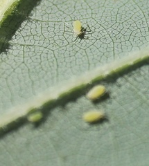 Illinoia liriodendri