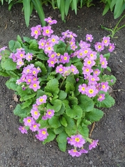 Primula