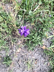 Dichelostemma congestum