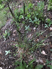 Alopecurus pratensis