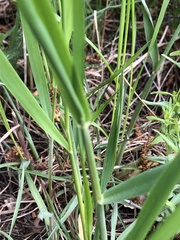 Alopecurus pratensis
