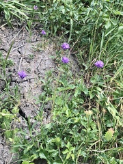 Dichelostemma congestum