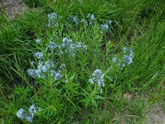 Amsonia illustris