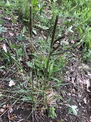 Alopecurus pratensis