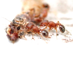 Tetramorium lanuginosum
