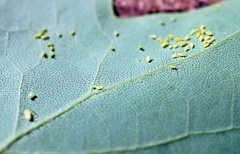 Illinoia liriodendri