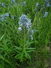 Amsonia illustris